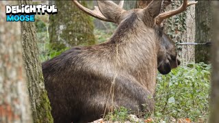 Delightful Moose Relaxing