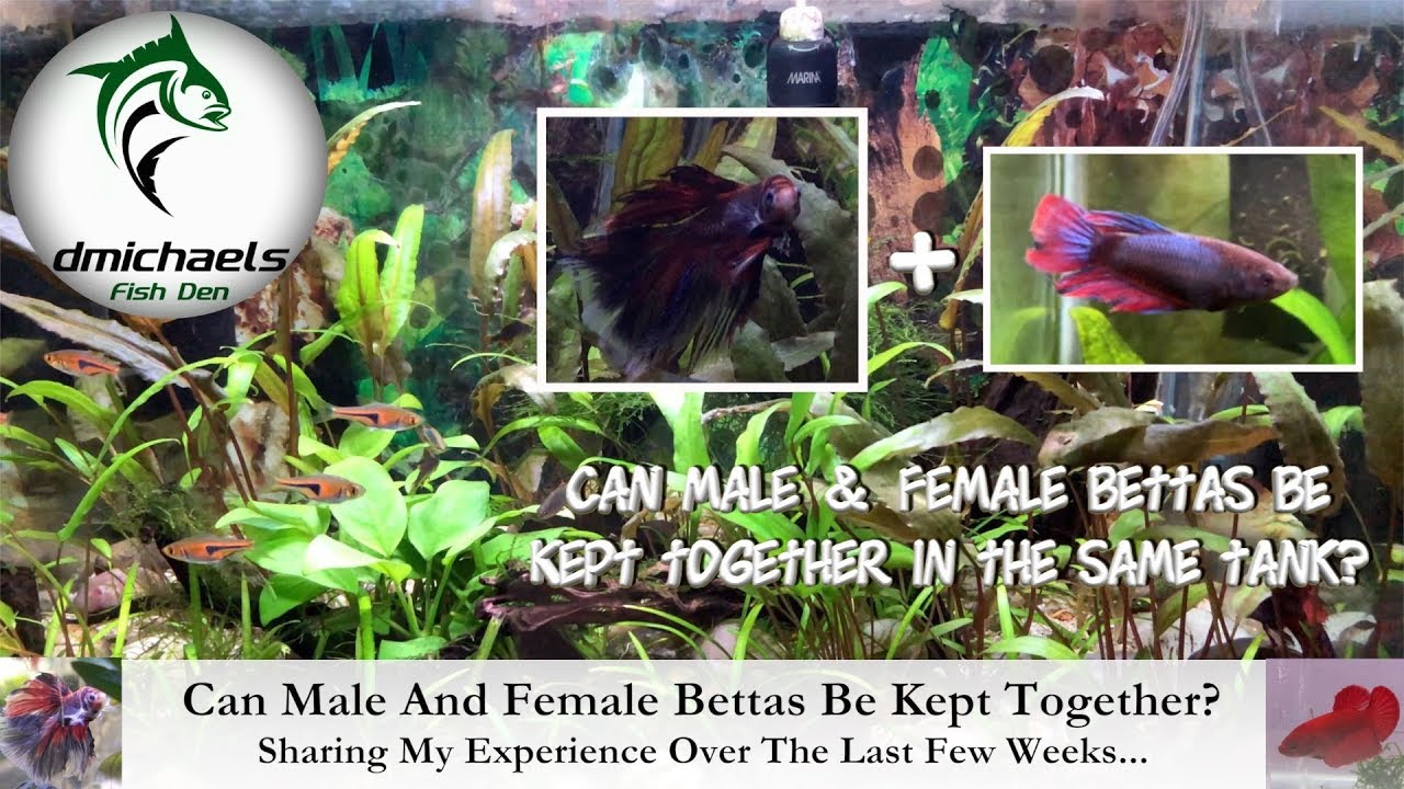 Can A Female Betta Live With A Male Betta?