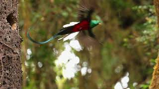 Resplendent Quetzals