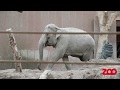 Chang møder hunelefanterne | Copenhagen Zoo