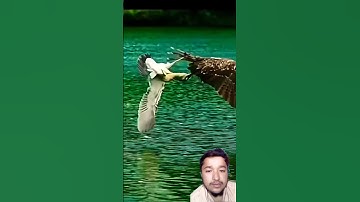 Surah Al Ikhlas #egzonibrahimi #سورة_الإخلاص #ikhlas #shortvideo #nature