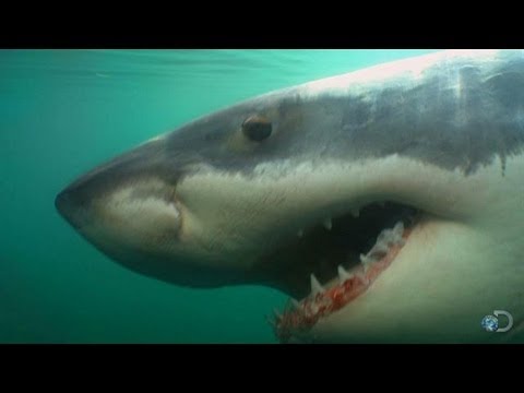 Download Great Whites Return to Chatham, MA | Return of Jaws