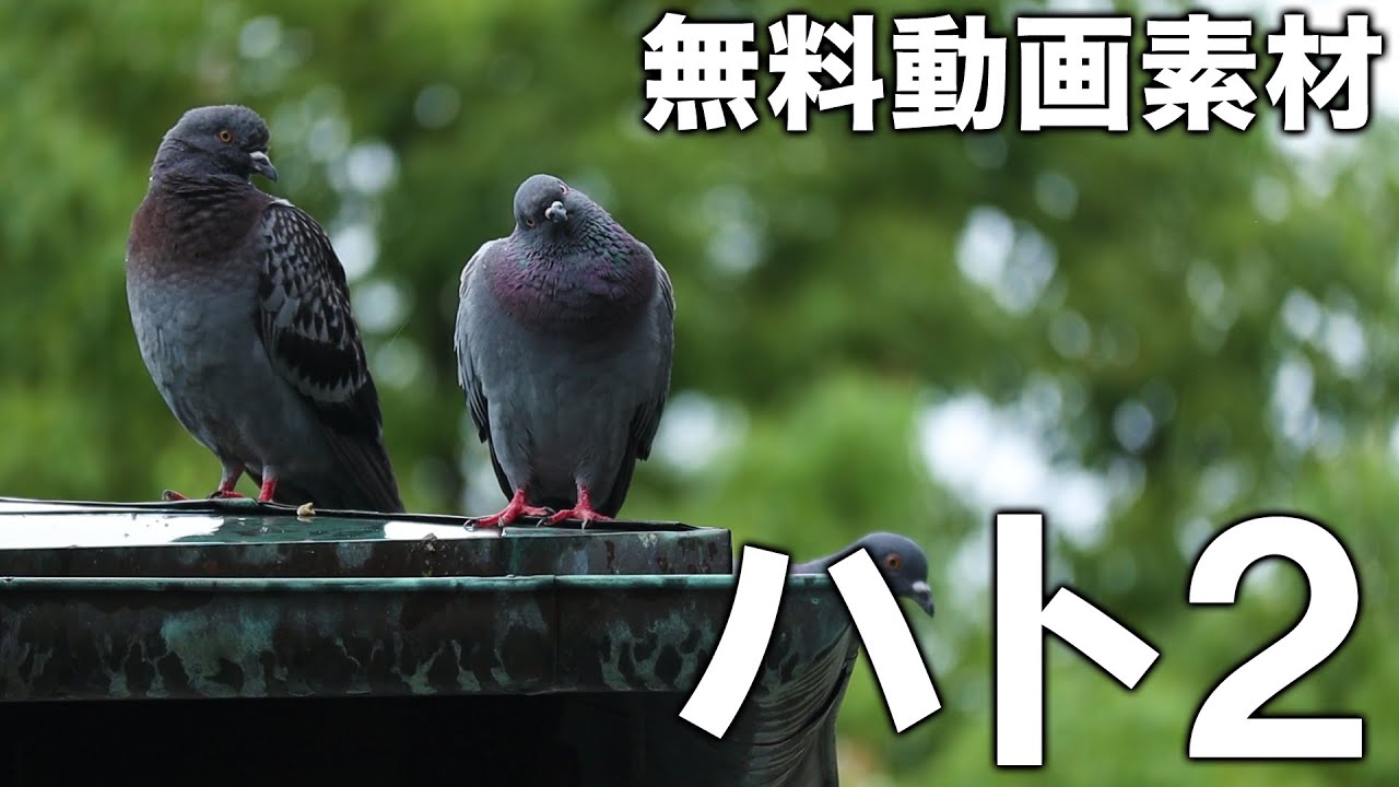 動物動画 Animal デザインプラス 無料 動画 写真素材倉庫 動物動画 Animal デザインプラス 無料 動画 写真素材倉庫