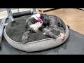 Our Portuguese Water Dogs の動画、YouTube動画。
