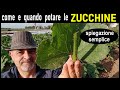 Come e quando si potano le zucchine