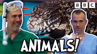 EXTRAORDINARY Animal Facts with Operation Ouch! | CBBC