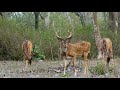 CHITAL DEER AMAZING FACTS