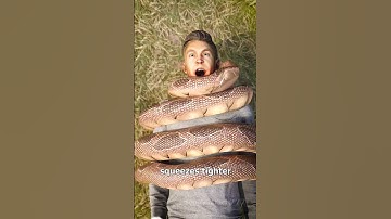 What to do if a snake gets trapped in a net?😱#shorts #youtubeshorts #facts @zackdfilms