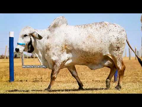 LOTE 34   ESTG 129