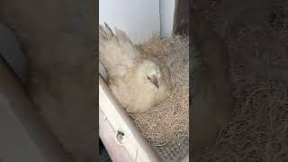 Chaotic late night egg collecting video.. at least I got 4 dozen eggs out of it! 🤣🥚 #eggcollecting