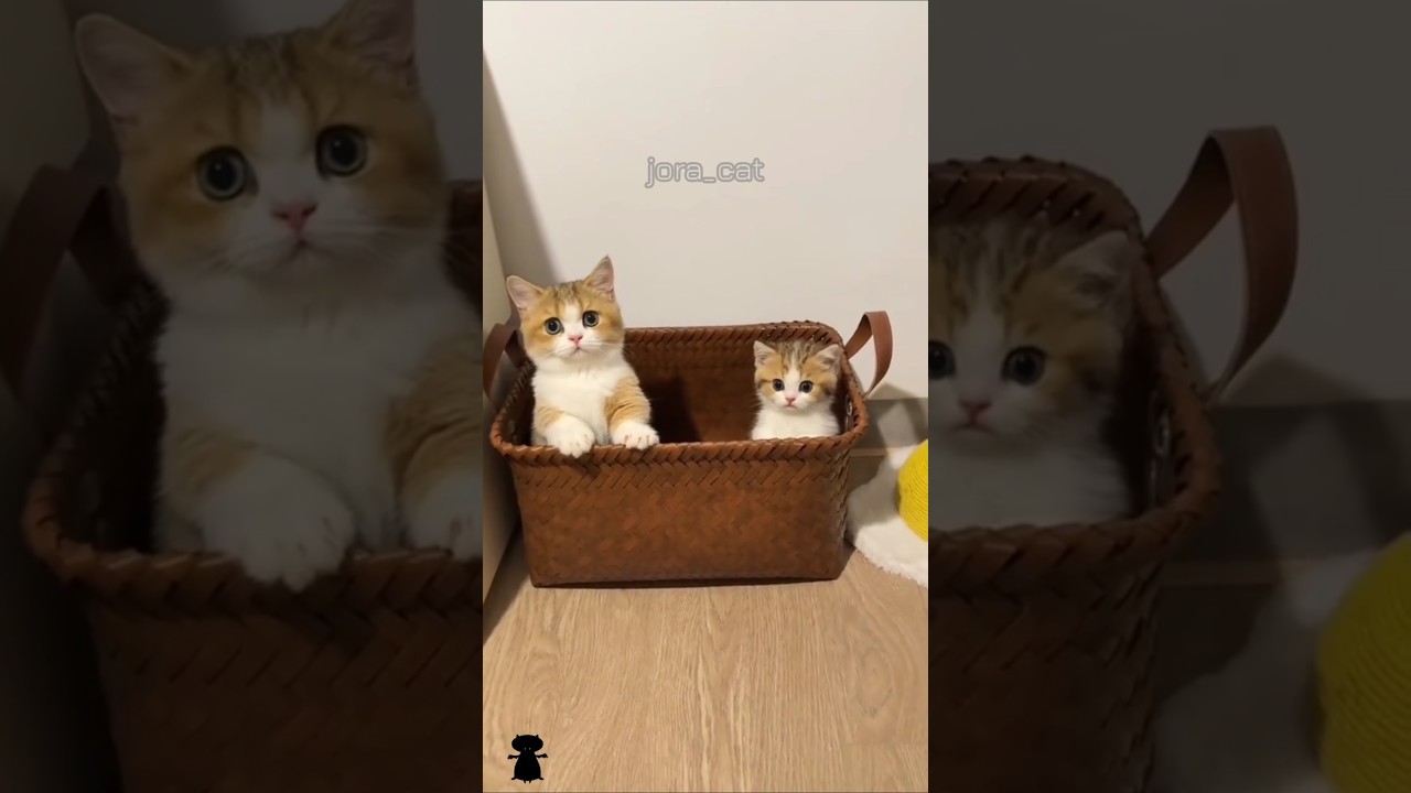 CATS FUNNY CUTE VIDEOS 🐾 090 #cat #video #cute #kitten