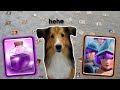 My Puppy Made My Deck in Clash Royale AGAIN