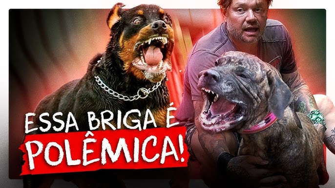 Cachorro fila brasileiro: Nero foi destaque na exposição nacional - Revista  Cães & Cia