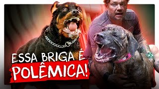 ROTTWEILER OU FILA BRASILEIRO, QUAL O MELHOR PARA GUARDA? | RICHARD RASMUSSEN