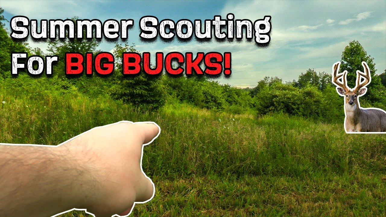 Summer Scouting For BIG BUCKS Transition Lines Bedding To Travel summer-scouting-for-big-bucks-transition-lines-bedding-to-travel