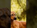 Rhodesian Ridgeback vs Lion: The History Behind the Hunt