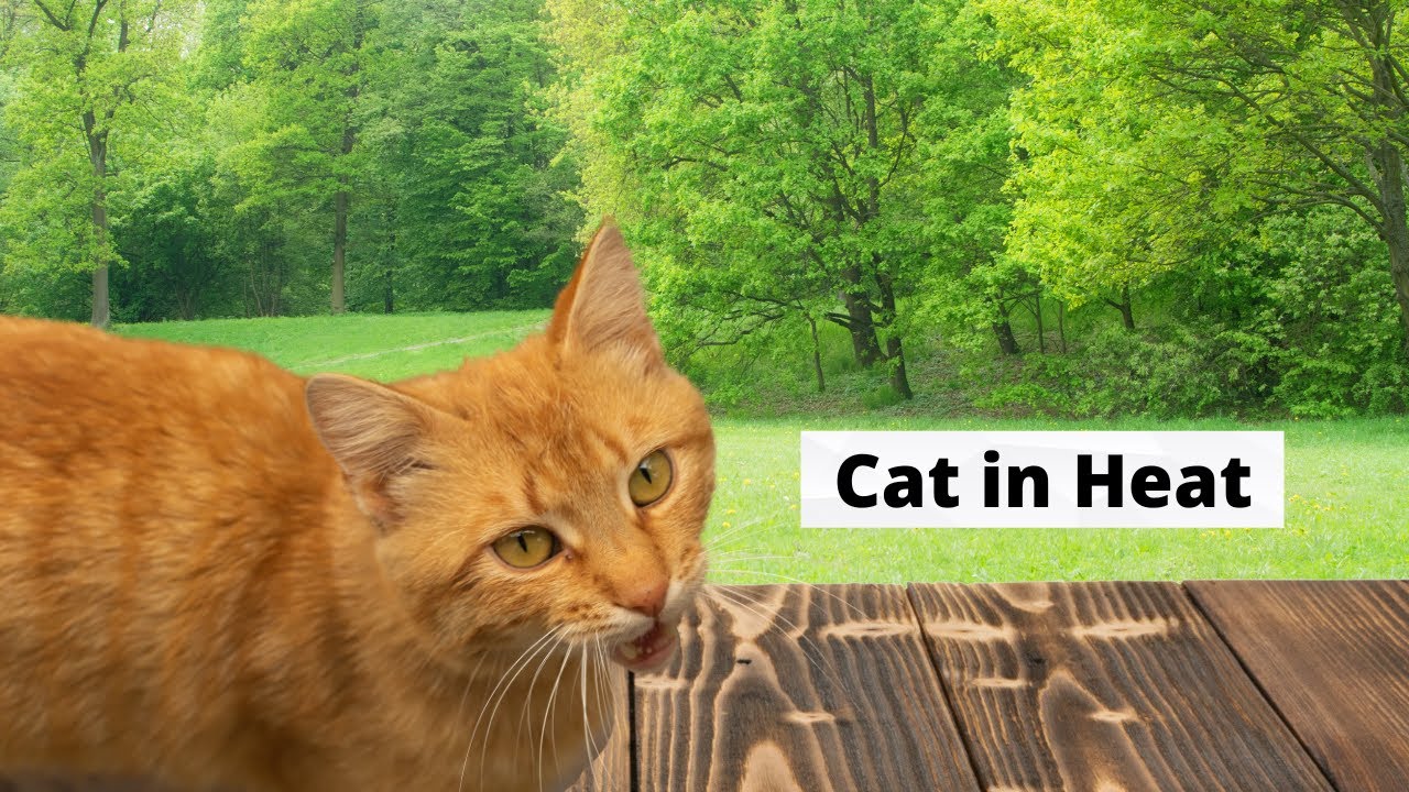 Cat In Heat YouTube cat-in-heat-youtube