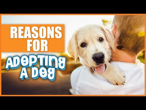 Video: 5 motive pentru a adopta un câine pentru încercarea de a concepe (TTC) cupluri