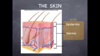 Lecture 4.1  The Integumentary System