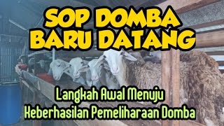 SOP DOMBA BARU DATANG | PENANGANAN DOMBA BARU