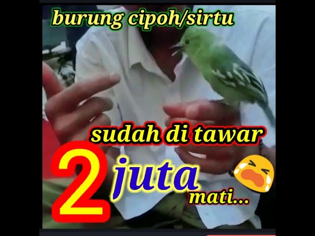 Burung sirtu,galak di tangan sudah di tawar 2 juta mati class=