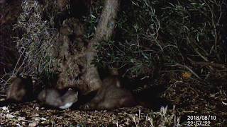 MIS VECINAS LAS GARDUÑAS BEECH MARTEN   Martes foina