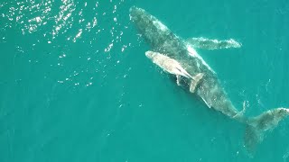 Research dives deep to understand climate impacts on whales