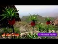 Sabah Hawrami Xalo Rebwar Sabah Hawrami Xalo Rebwar