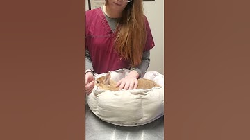 How to give a rabbit an injection under its skin