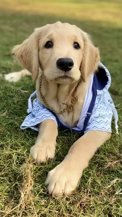 This is a work of Art #keziacook | #Goldenretriever #cutedogvideo (New Reels Trend) #shorts #yshorts