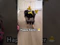 Happy Easter 🐣🐾 Bambi the Finnish Lapphund wishes you a Happy Easter #puppy #dog #cute #cutedog