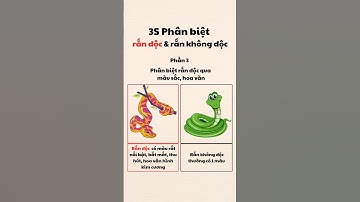 3S Phân Biệt Rắn Độc và Rắn Không Độc Dễ Dàng (P3)