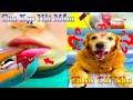 Thú Cưng TV | Dương KC Pets | Gâu Đần và Bà Mẹ #7 | Chó Golden thông minh vui nhộn funny cute dog