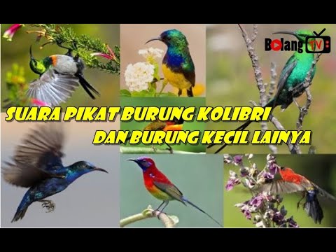 Suara Kolibri Ampuh Untuk Pikat Kolibri Dan Burung Kecil Prenjak