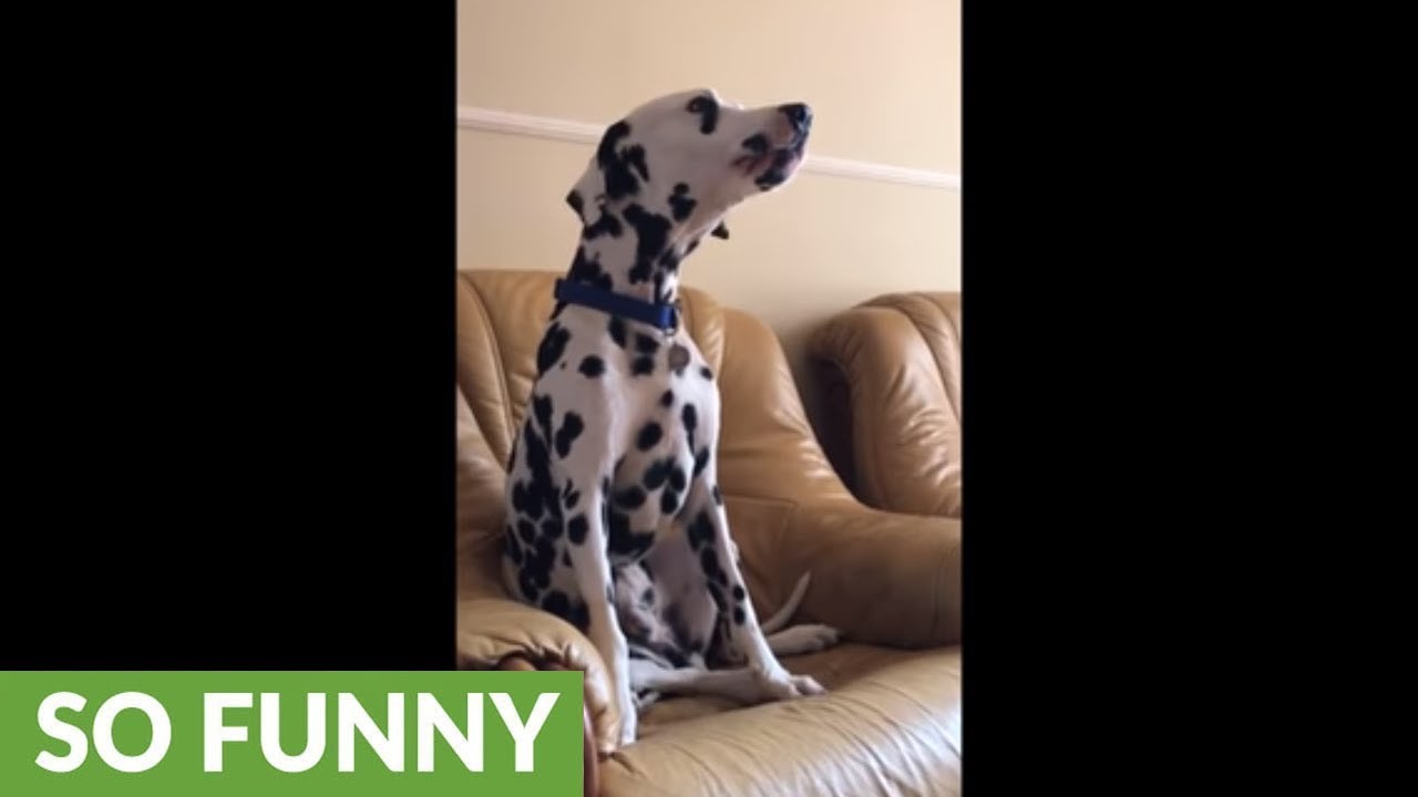 videos for cats Dalmatian howls along to his favorite song