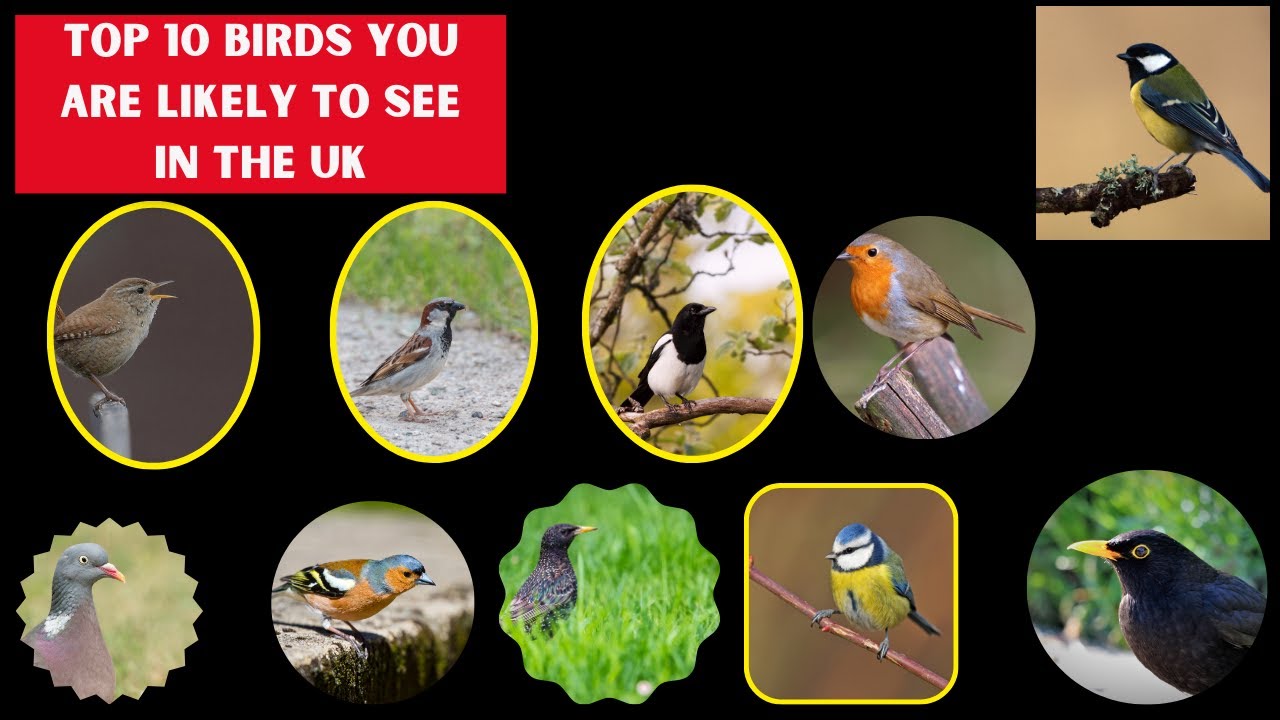 Top 10 birds you are likely to see in the UK