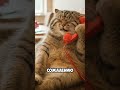 Не звони мне больше