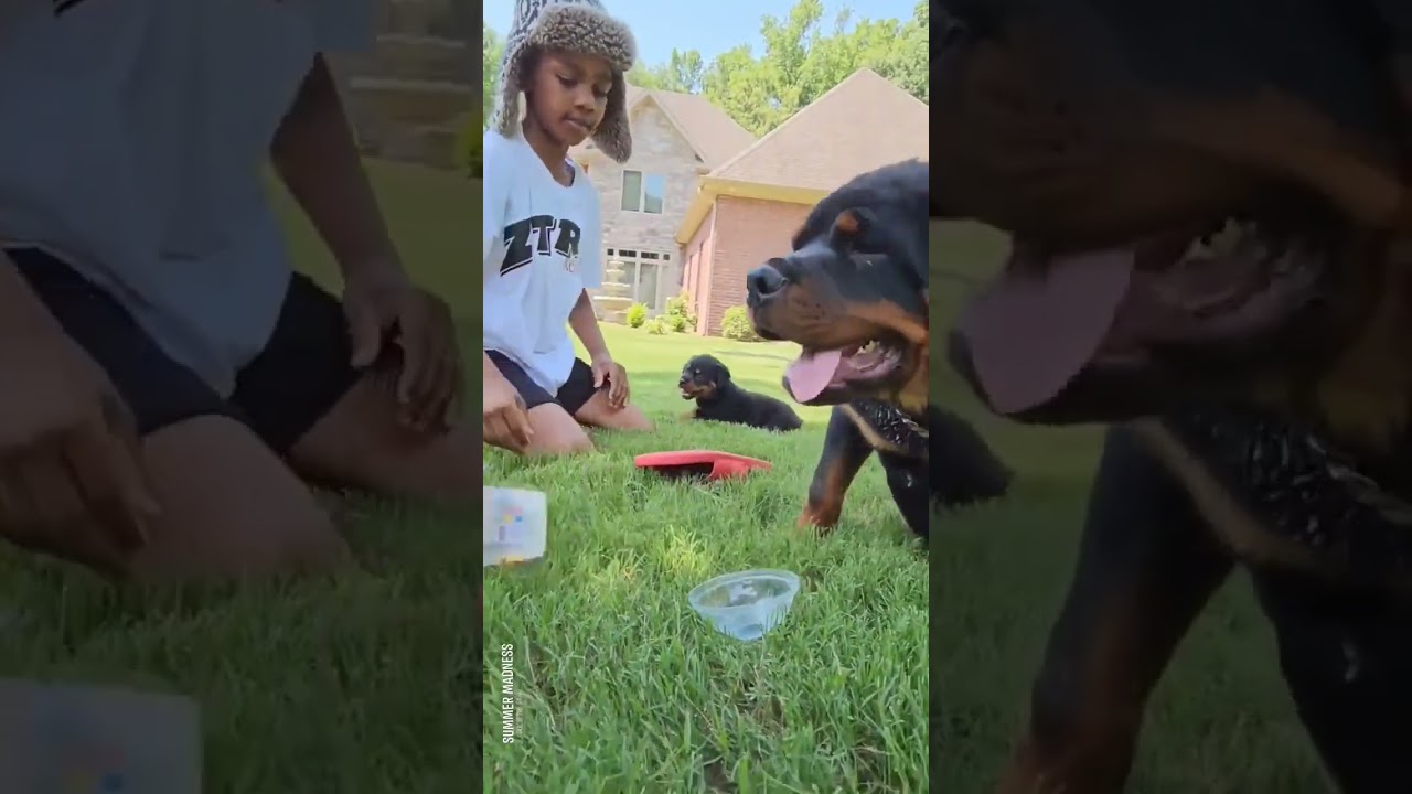 vibin with the Rotties 