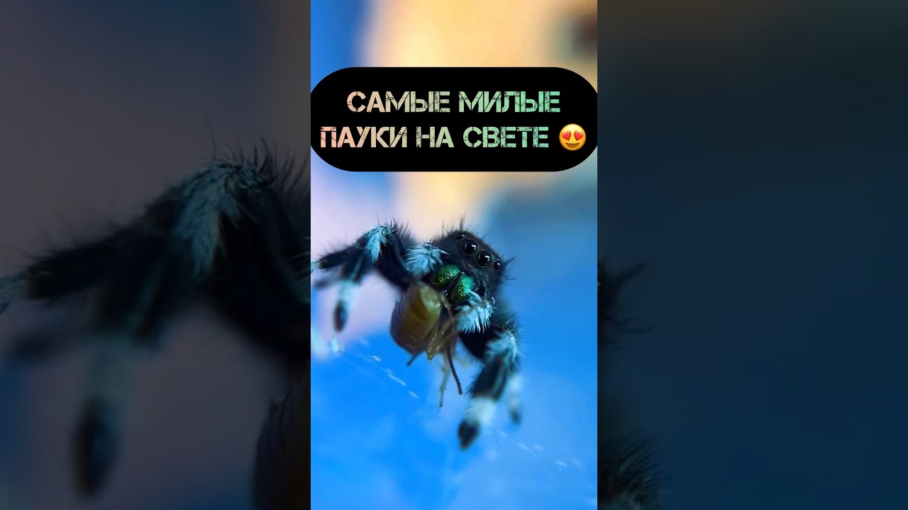 Самые милые Королевские пауки-скакунчики 😍  