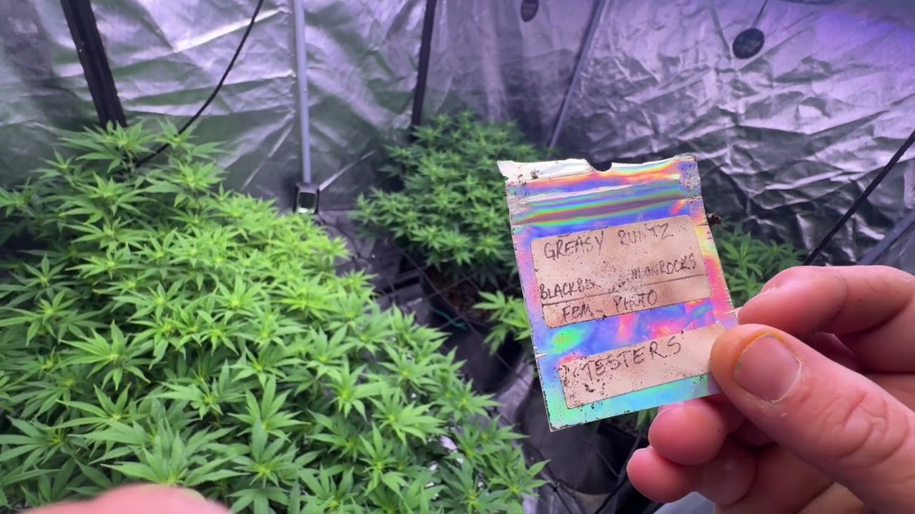 End of the first week of flower