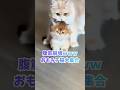 腹筋崩壊wwwおもろ子猫が大集合!