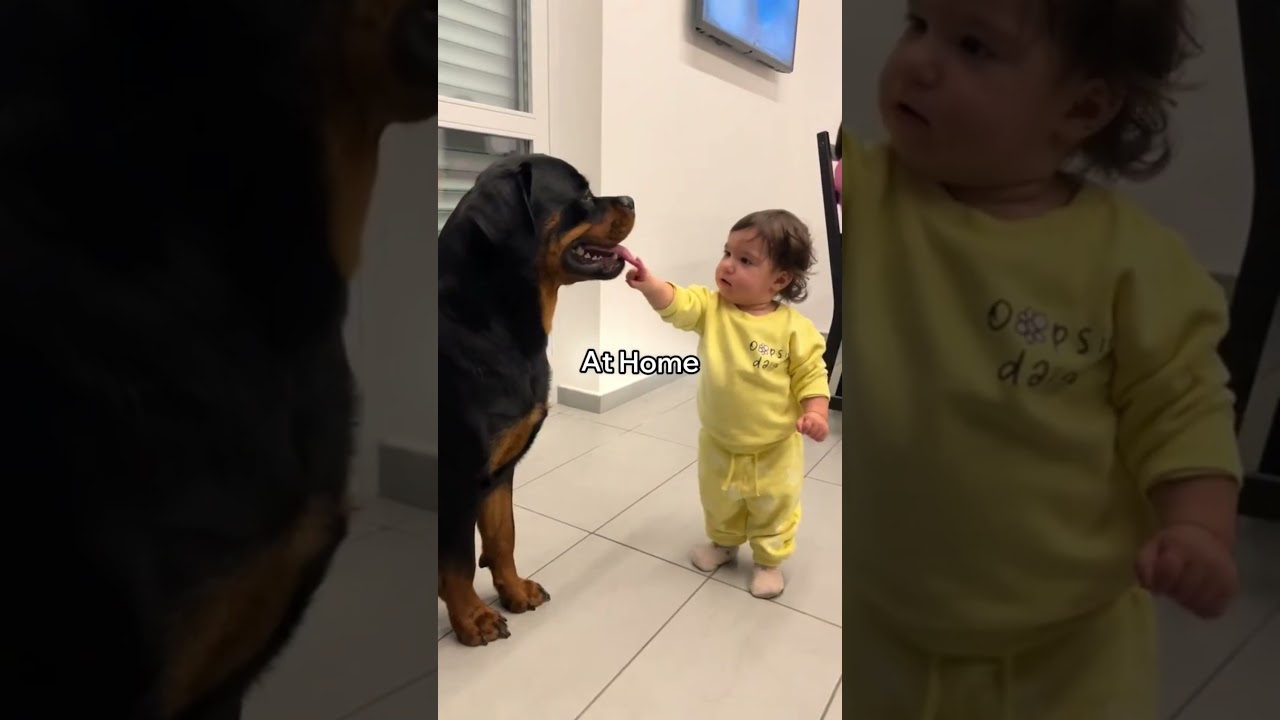 5 Dogs That Protect Your Family at All Costs