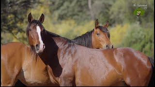 Yeguada de caballos lusitanos y burros andaluces