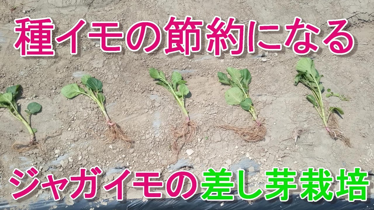 種イモの節約になるジャガイモの差し芽栽培 Youtube