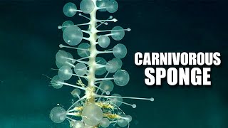 Ping Pong Tree Sponge Facts: a PLAYFUL CARNIVORE  Animal Fact Files