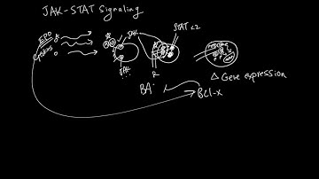 JAK-STAT Signaling
