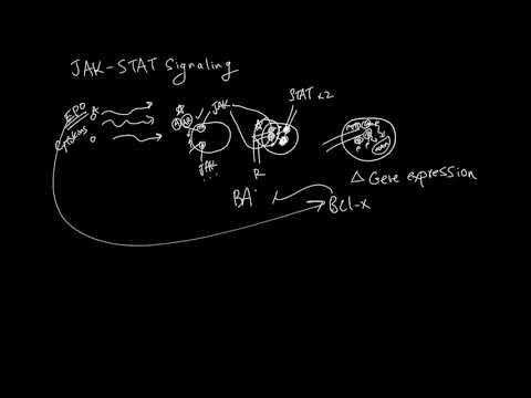JAK-STAT Signaling