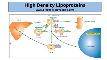 HDL Metabolism || Reverse Cholesterol Transport || HDL Metabolism Biochemistry