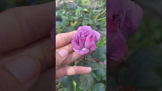 Purple roses are very beautiful #vuonnha #roses #christmascactus