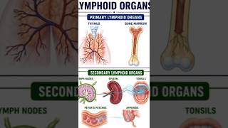 secondary lymphoid organs #study #anatomy #3danimation #animation